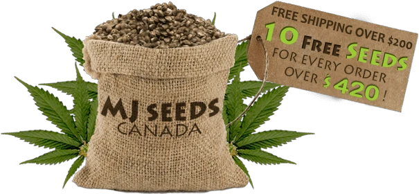  Kode Promo MJ Seeds Canada